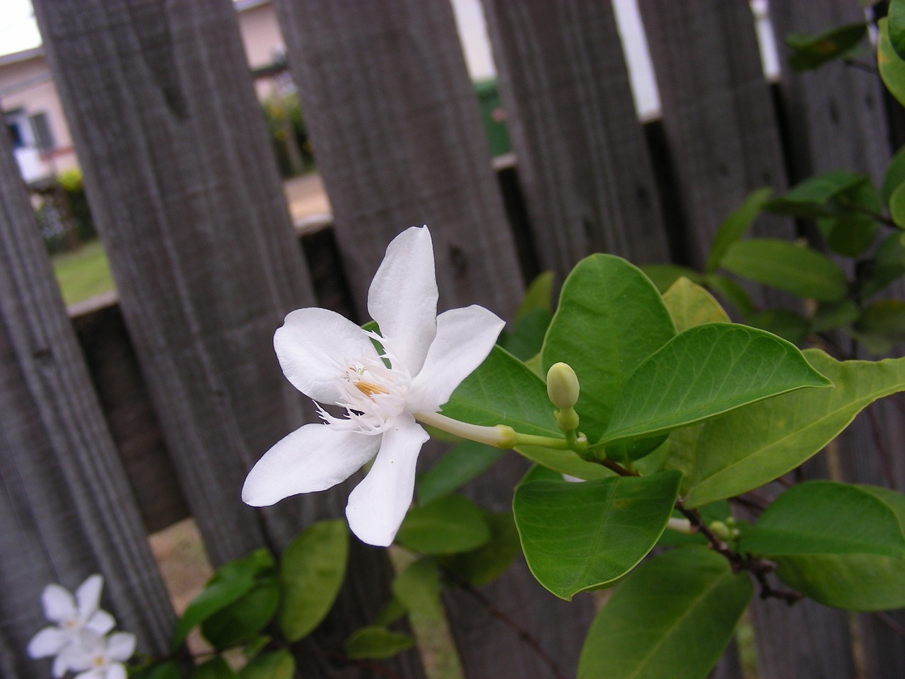 flower flowers white flower free photo