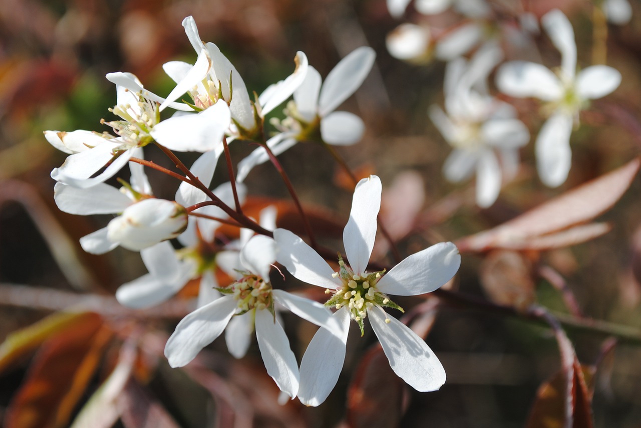 flower flowers white free photo