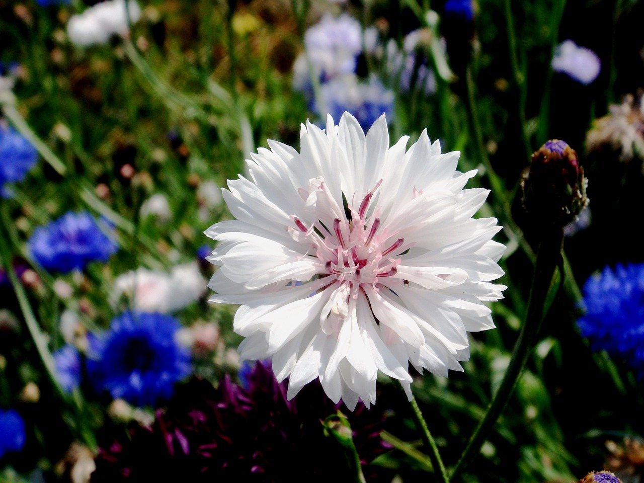 flower bloom plants free photo