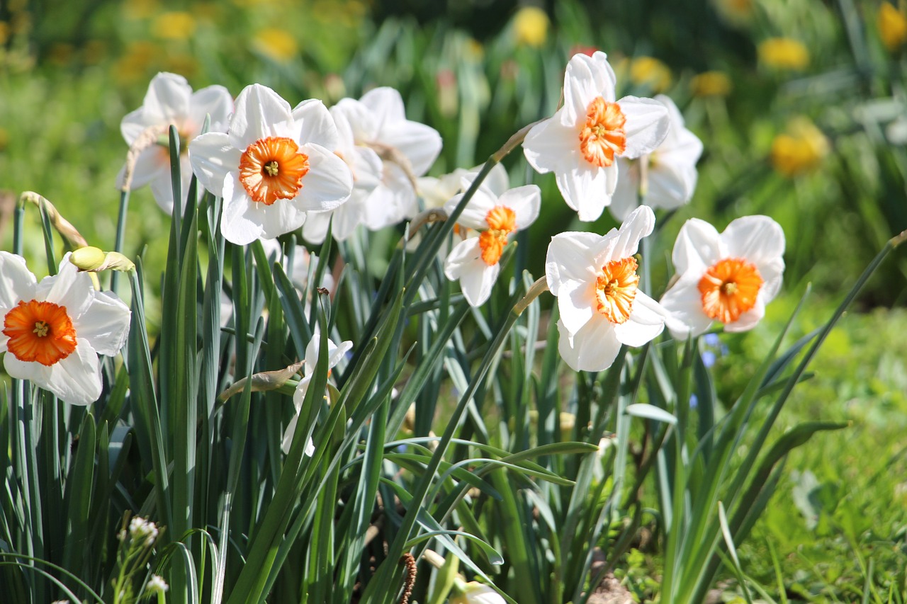 flower blossom bloom free photo