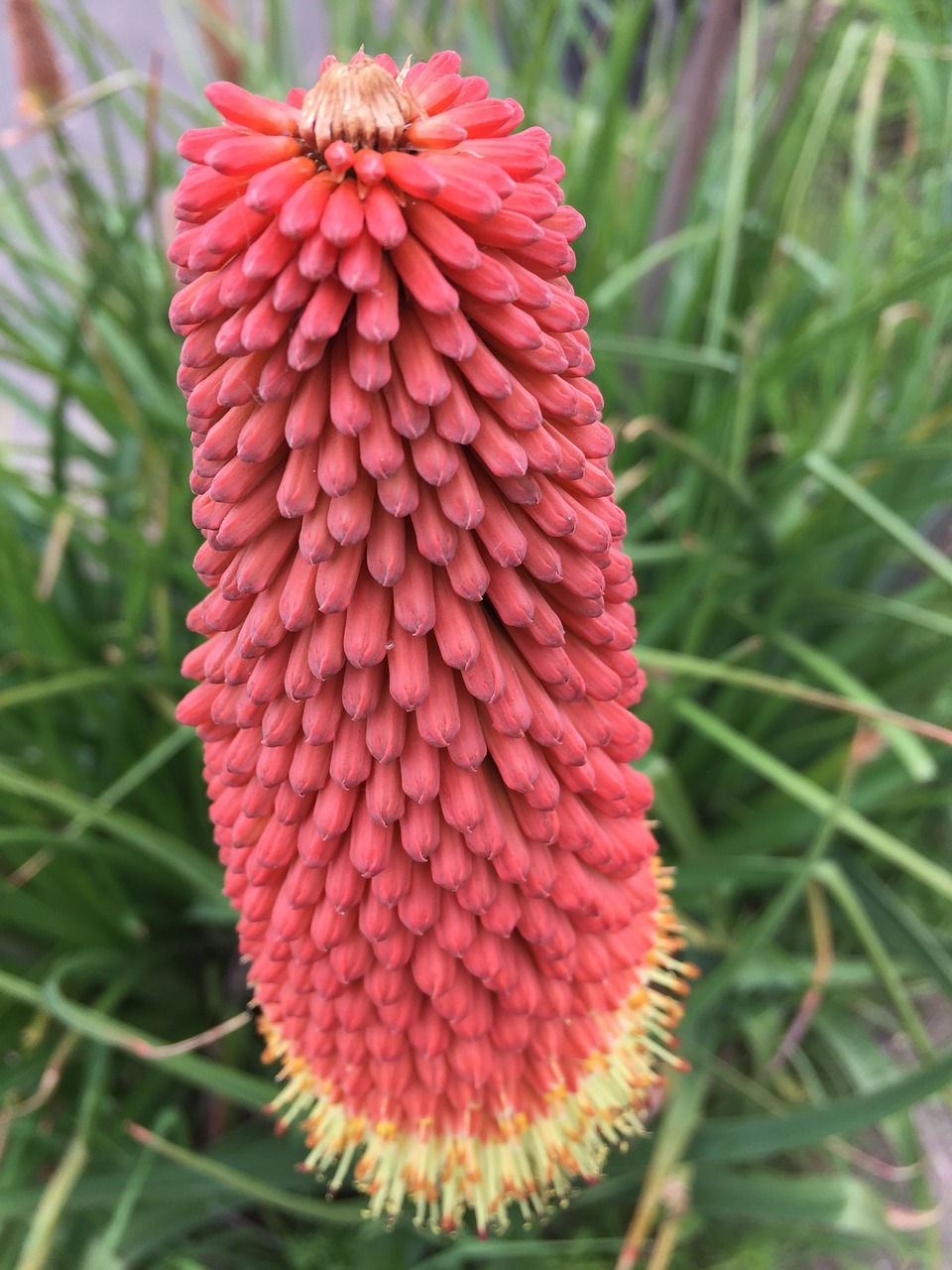 flower red colorful free photo