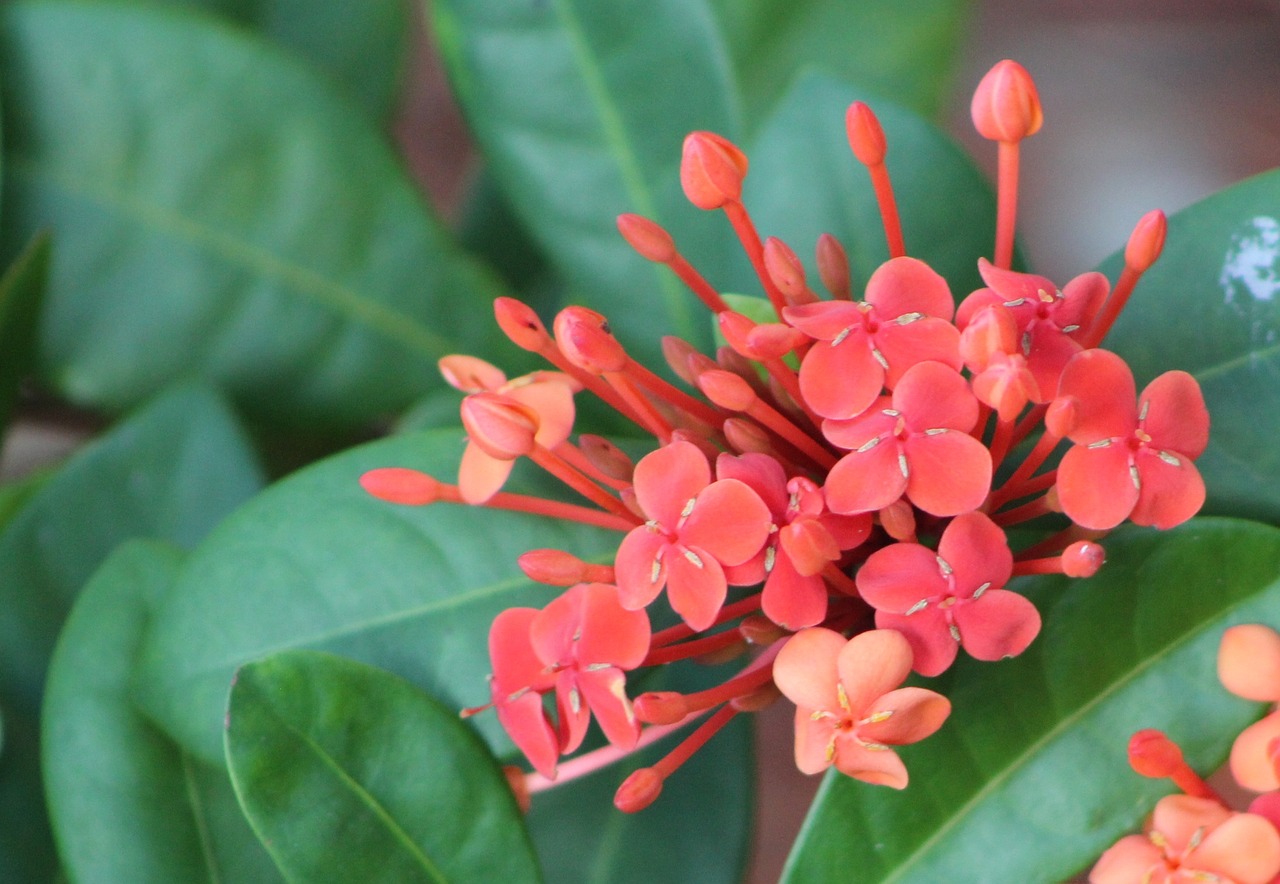 flower red plant free photo