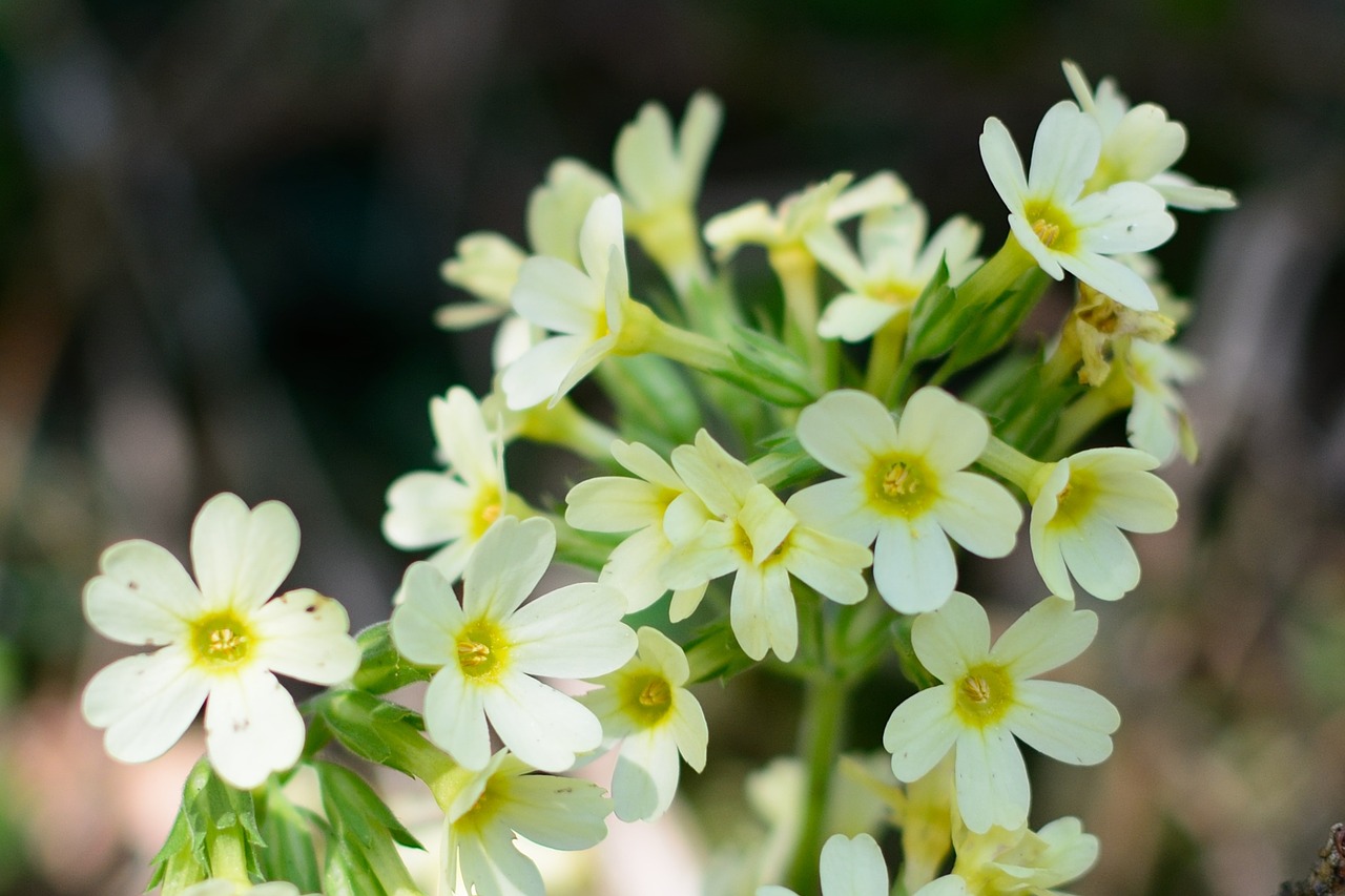 blossom bloom cowslip free photo