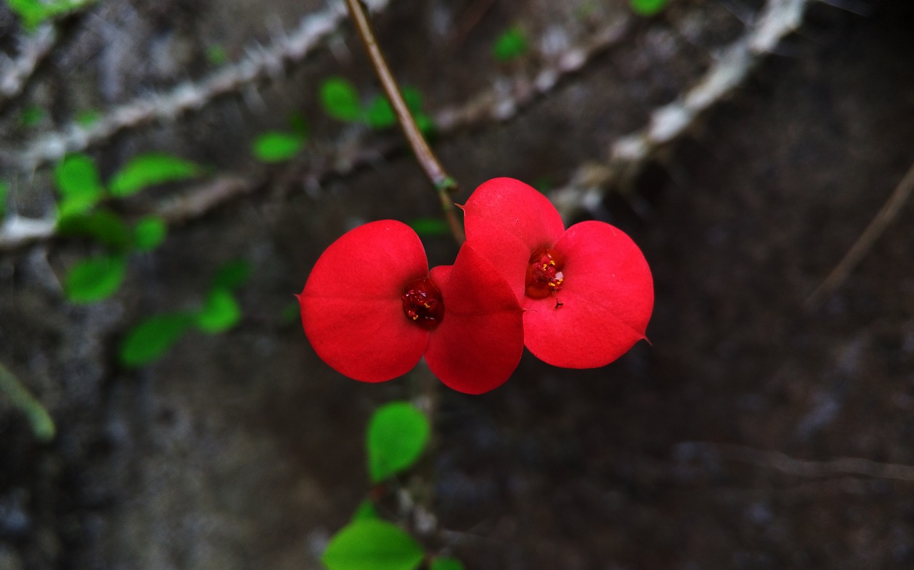 flower red beautiful free photo