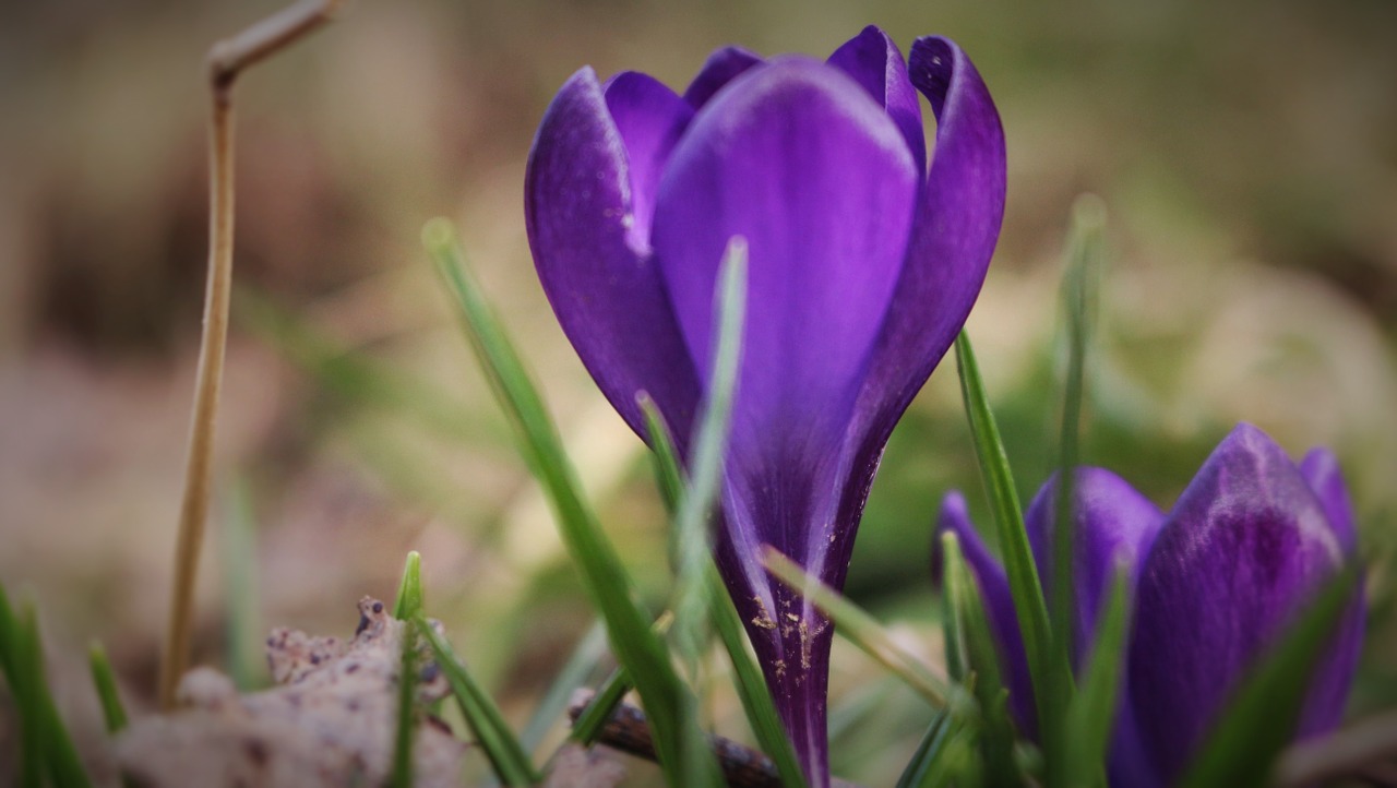 flower crocus purple free photo