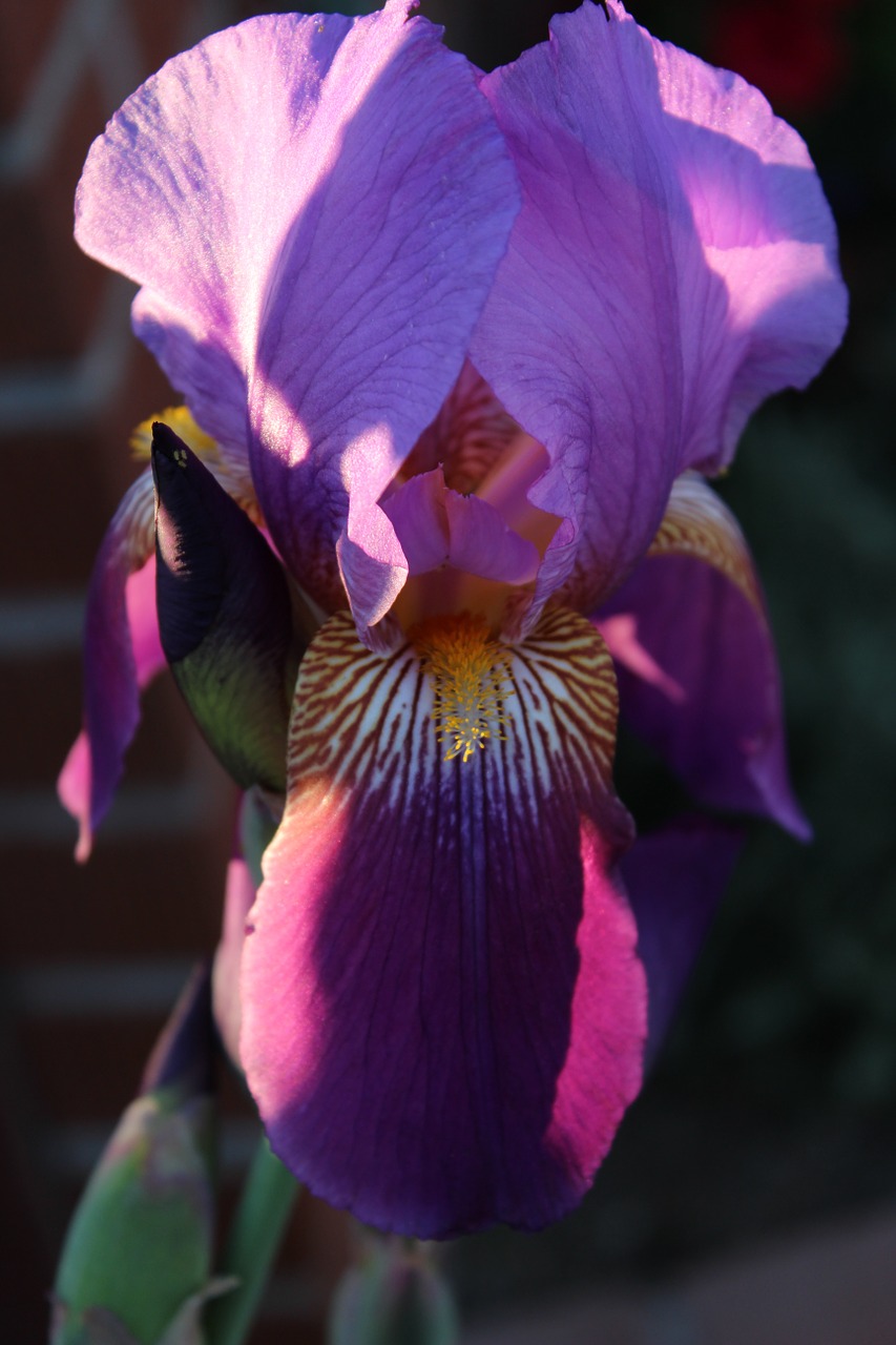 flower iris purple free photo