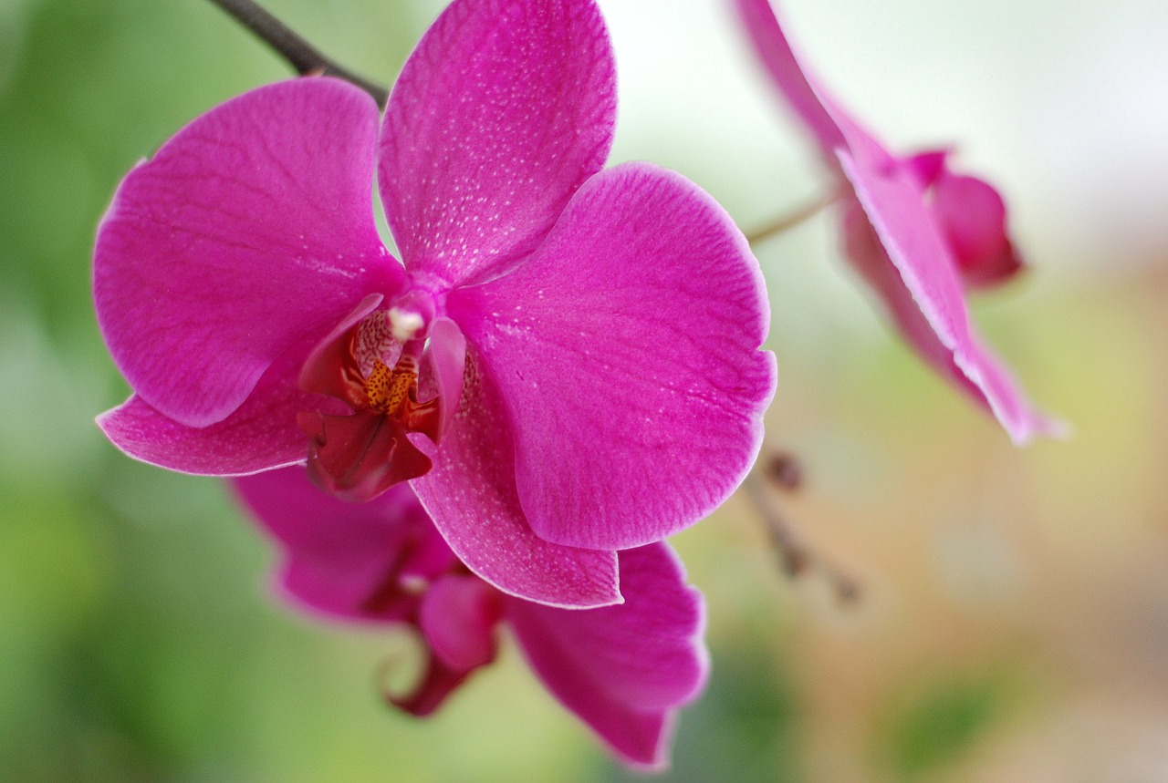 flower floral orchid free photo