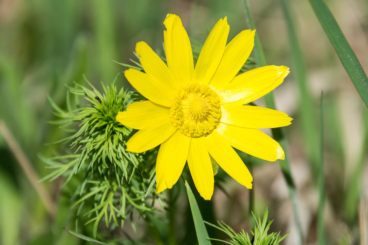 blossom bloom yellow free photo