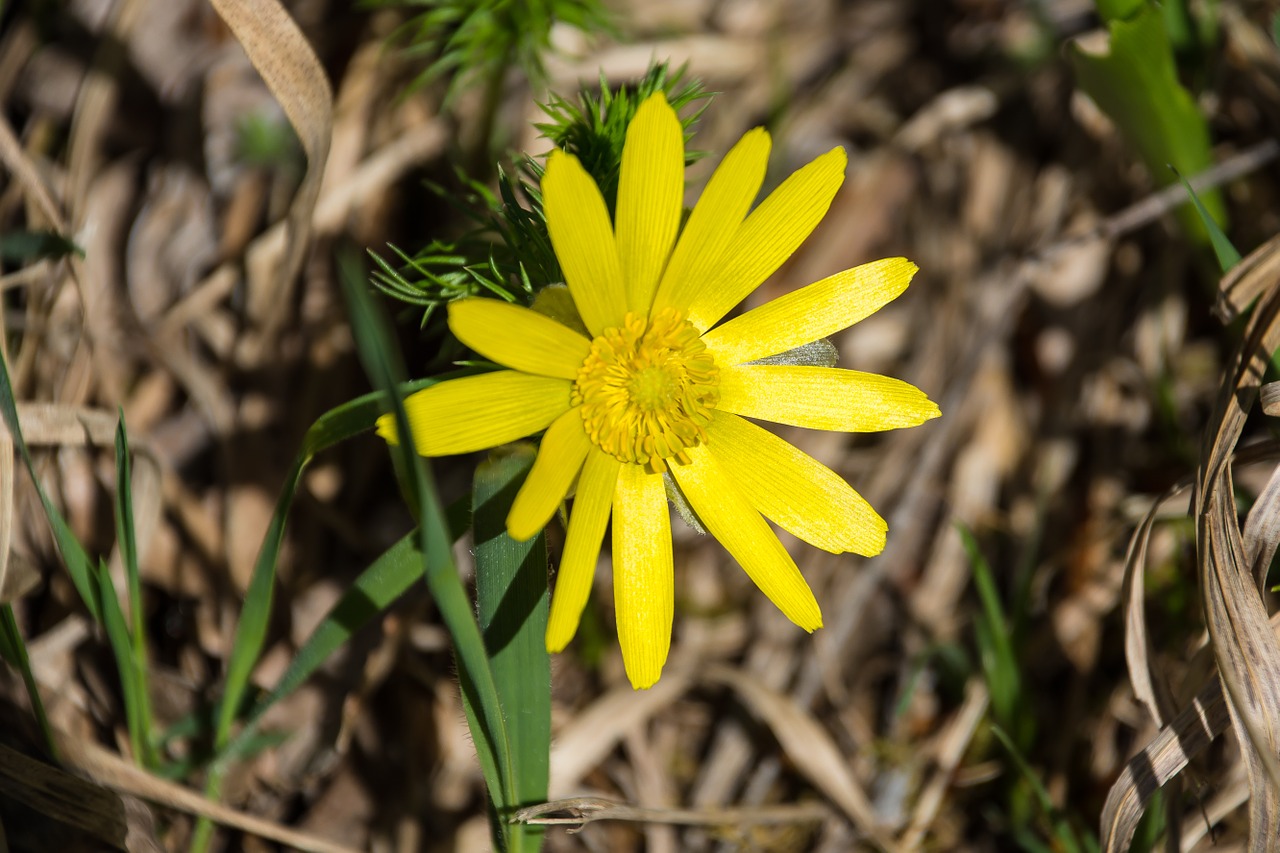 blossom bloom yellow free photo