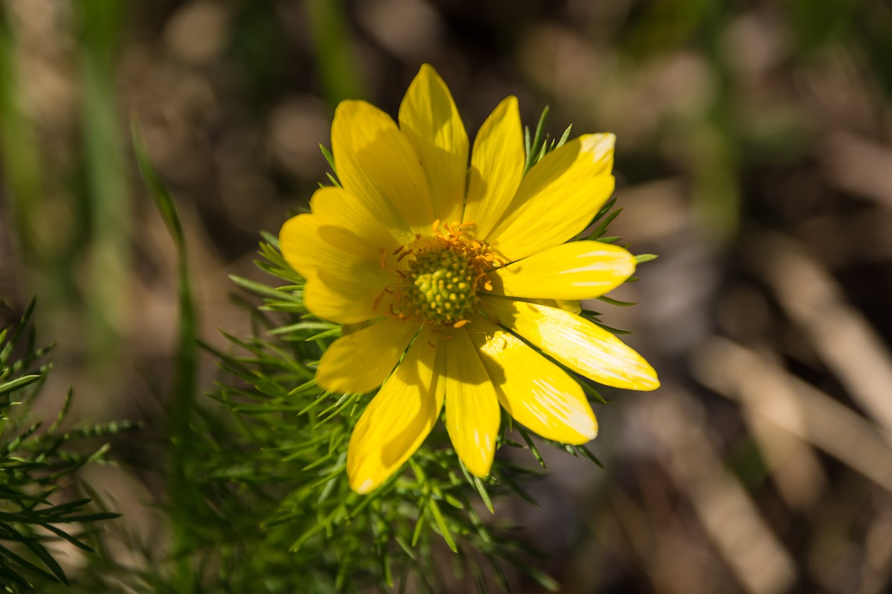 blossom bloom yellow free photo