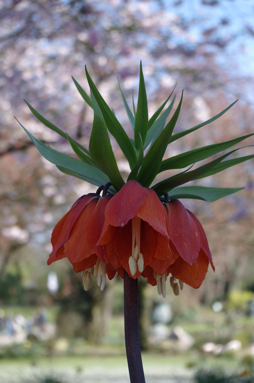 flower nature plant free photo