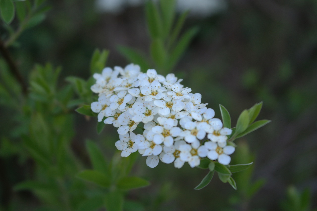 flower white bloom free photo