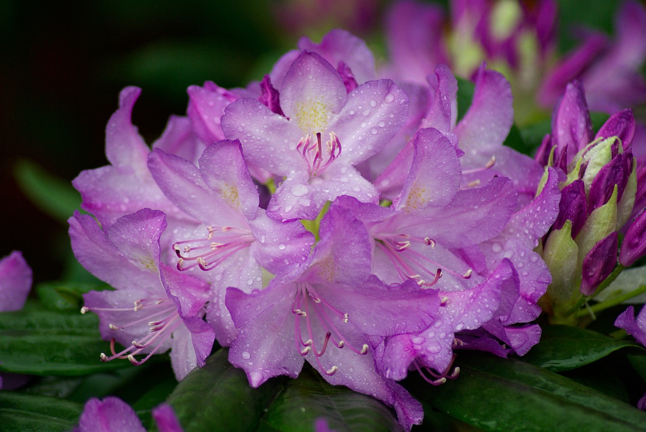 flower rhododendron petals free photo