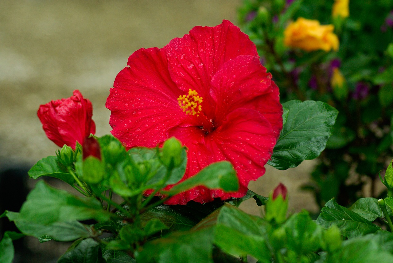 flower hibiscus red free photo