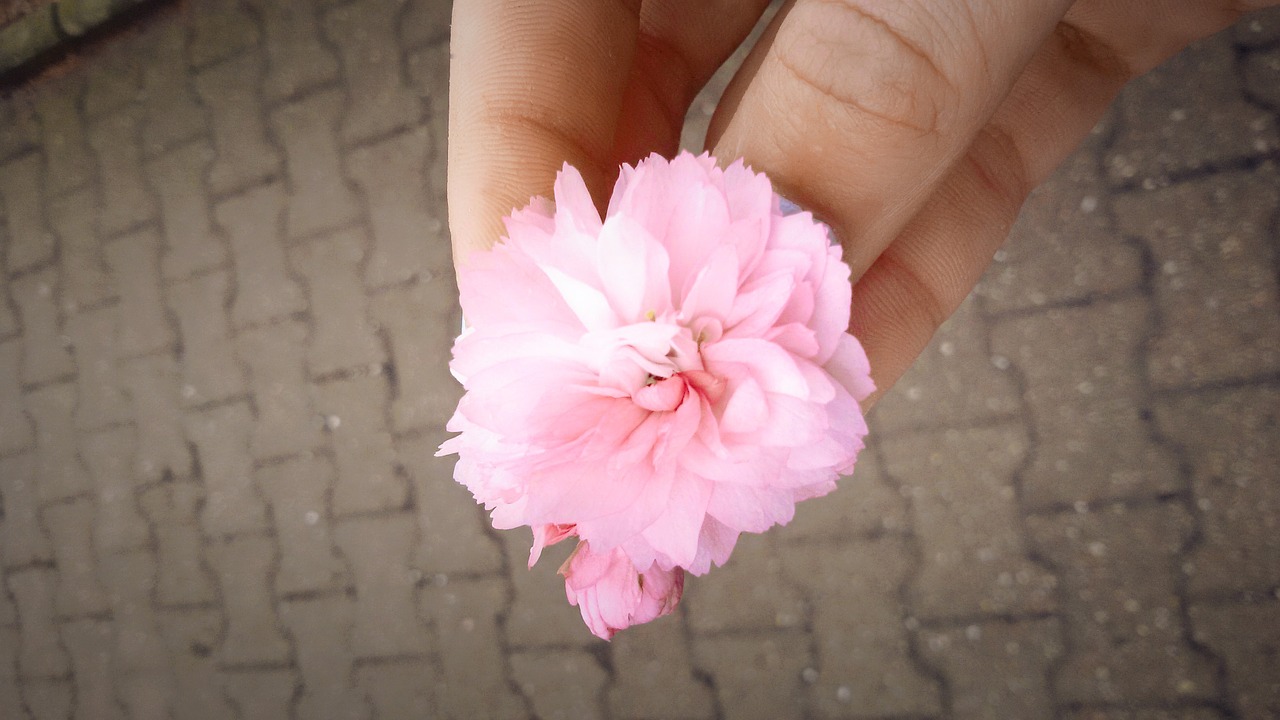 flower summer pink free photo