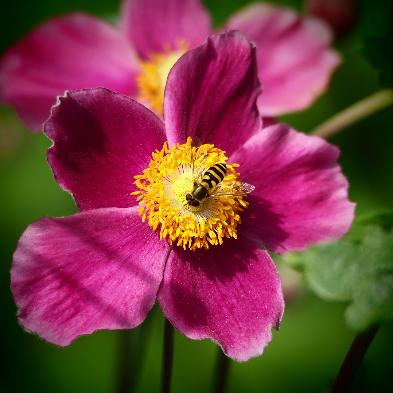 flower pink yellow free photo