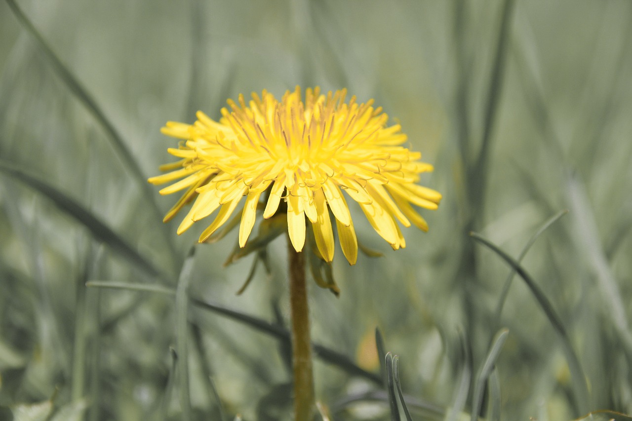 flower dandelion yellow free photo