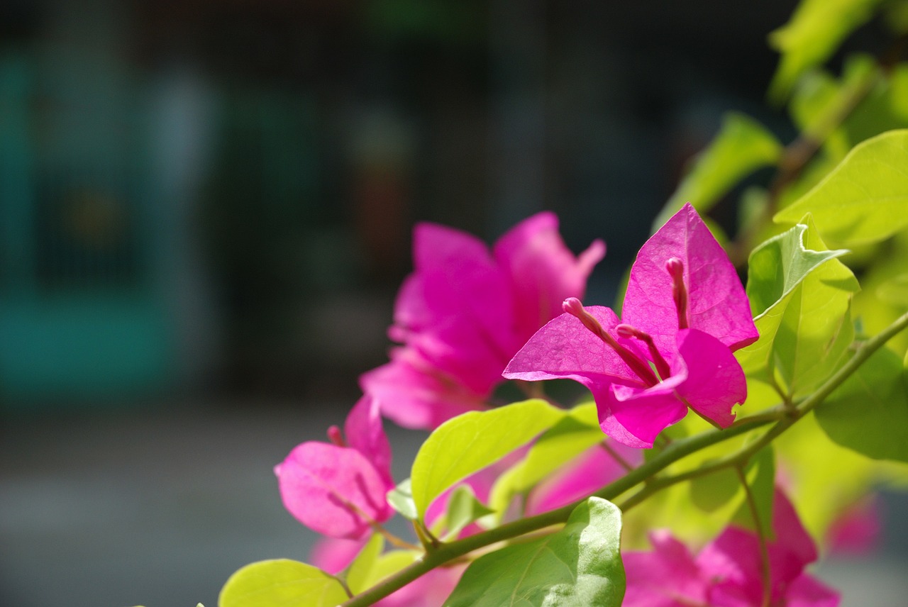 flower pink paper flower free photo