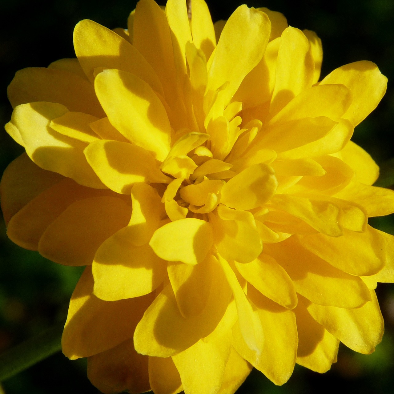 flower yellow plant free photo