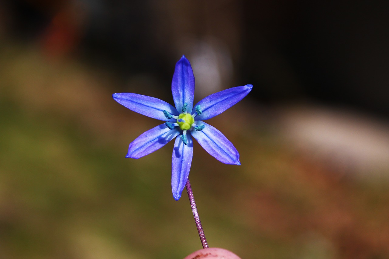 flower purple spring free photo