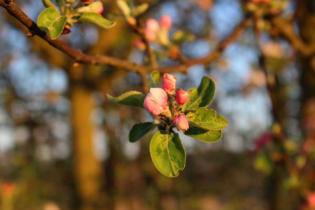 blossom bloom apple tree free photo