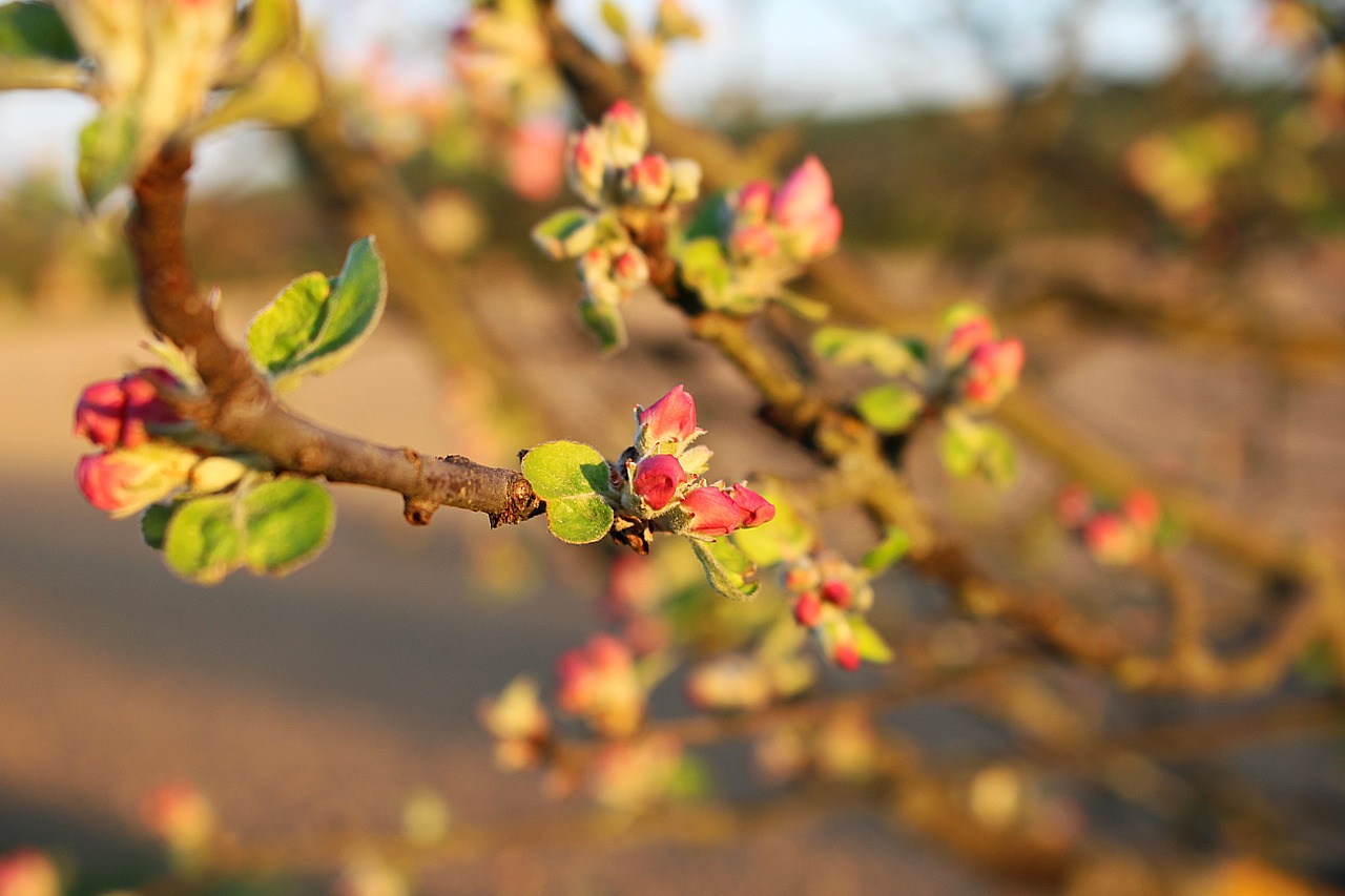 blossom bloom apple tree free photo