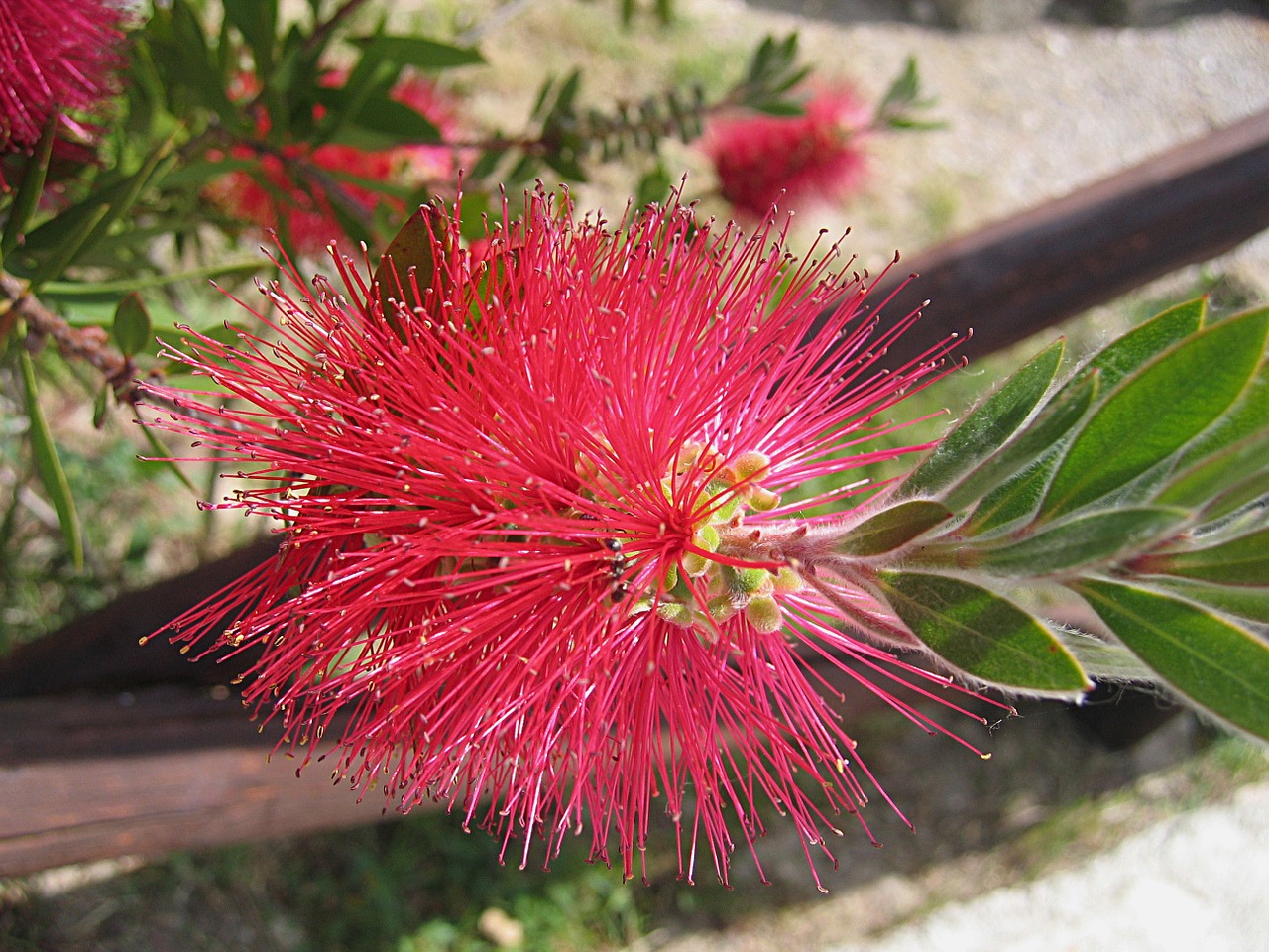 blossom bloom red free photo