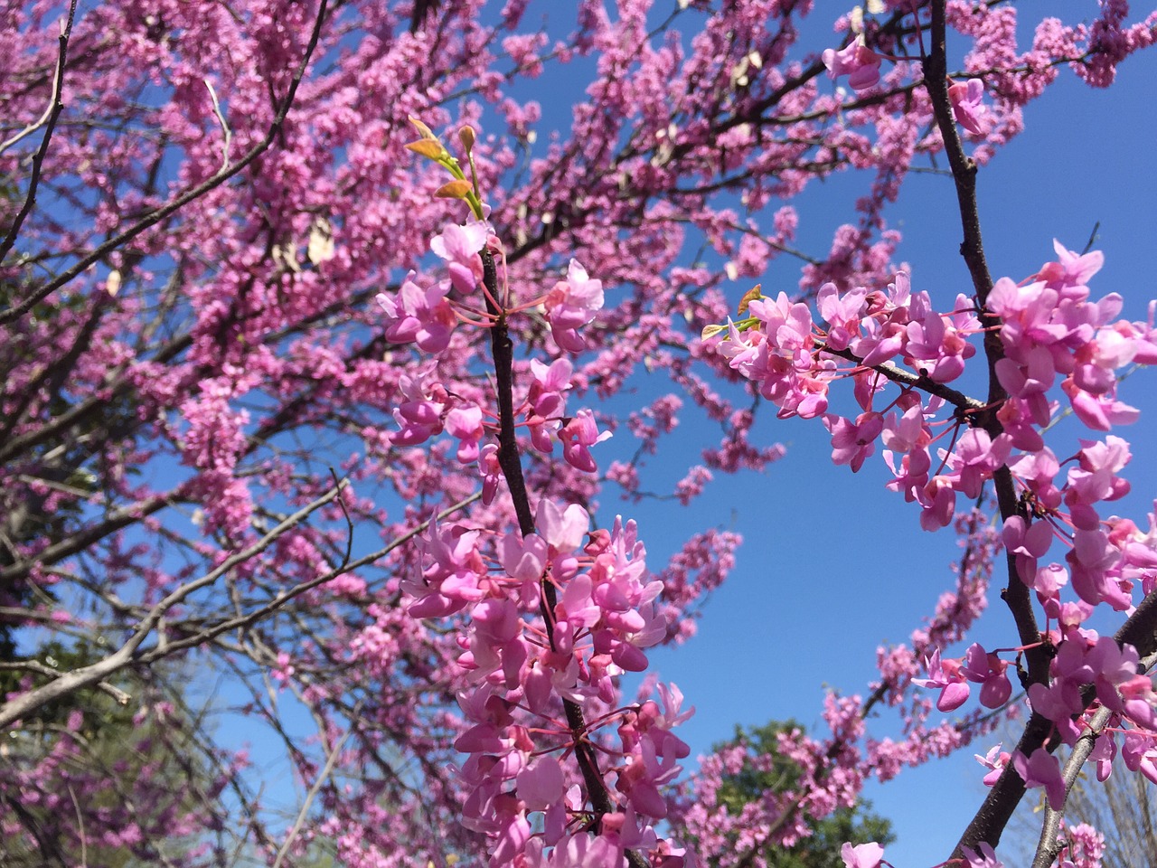 flower tree sky free photo