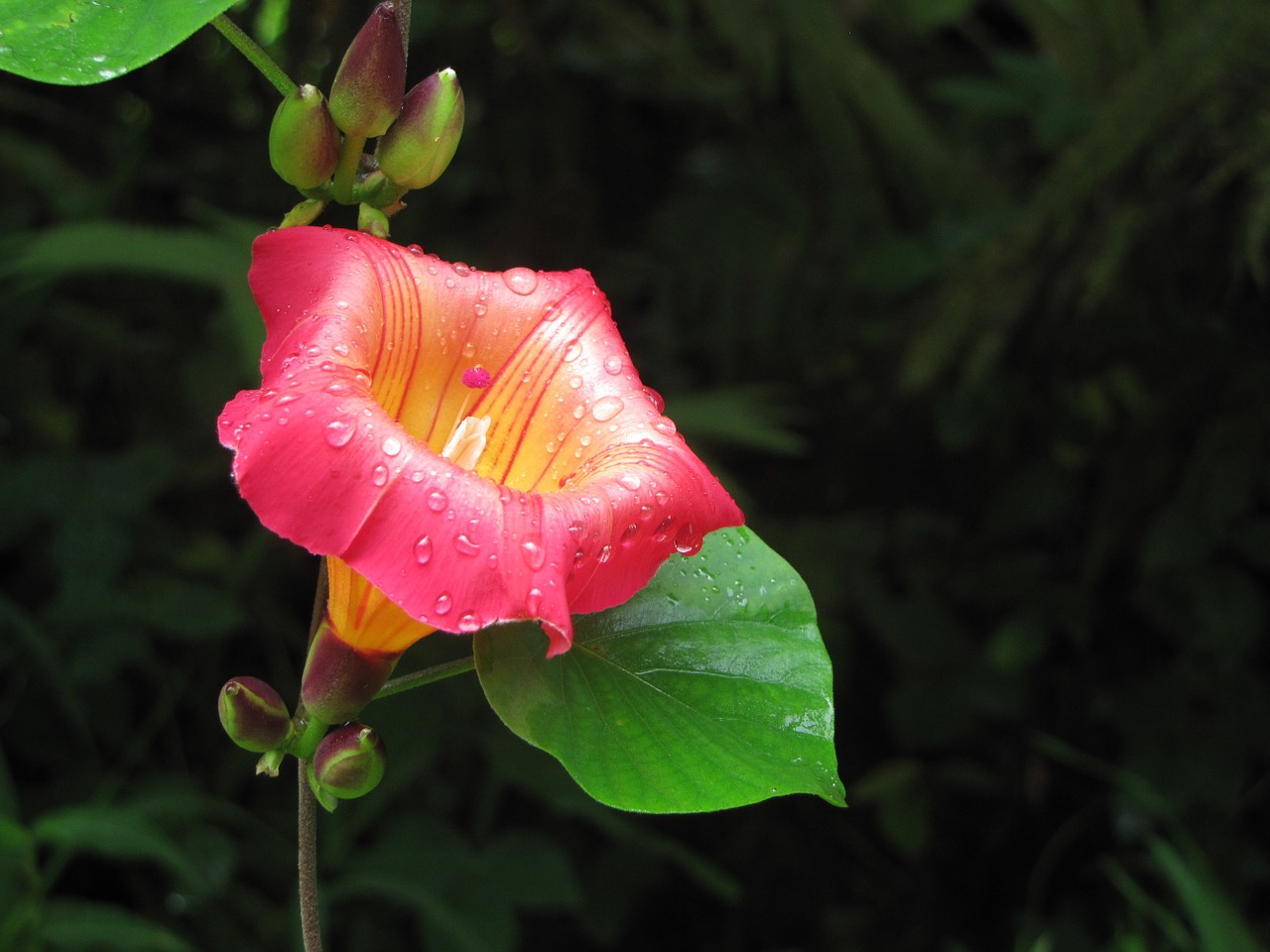 flower garden tropical free photo