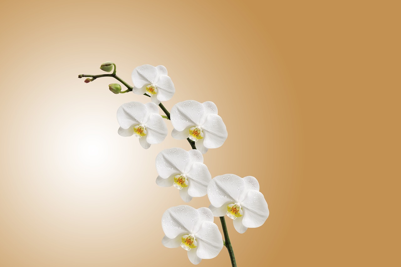 flower orchid nature free photo