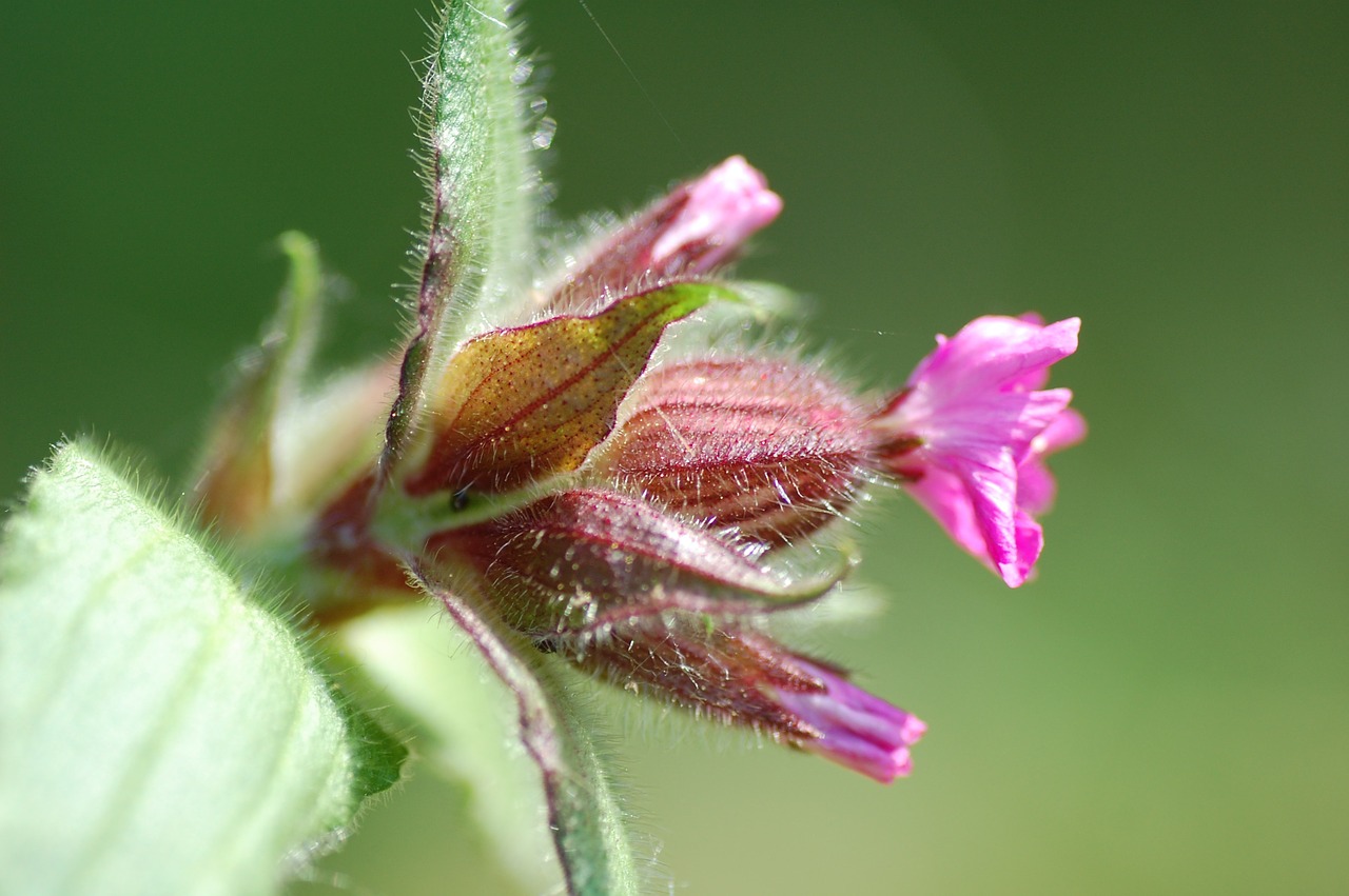 flower plant spring free photo