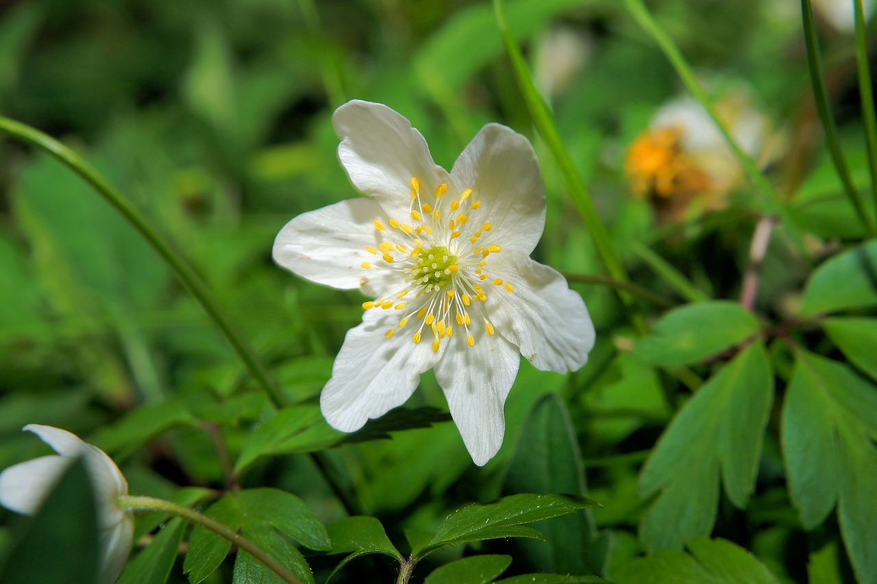 blossom bloom flower free photo