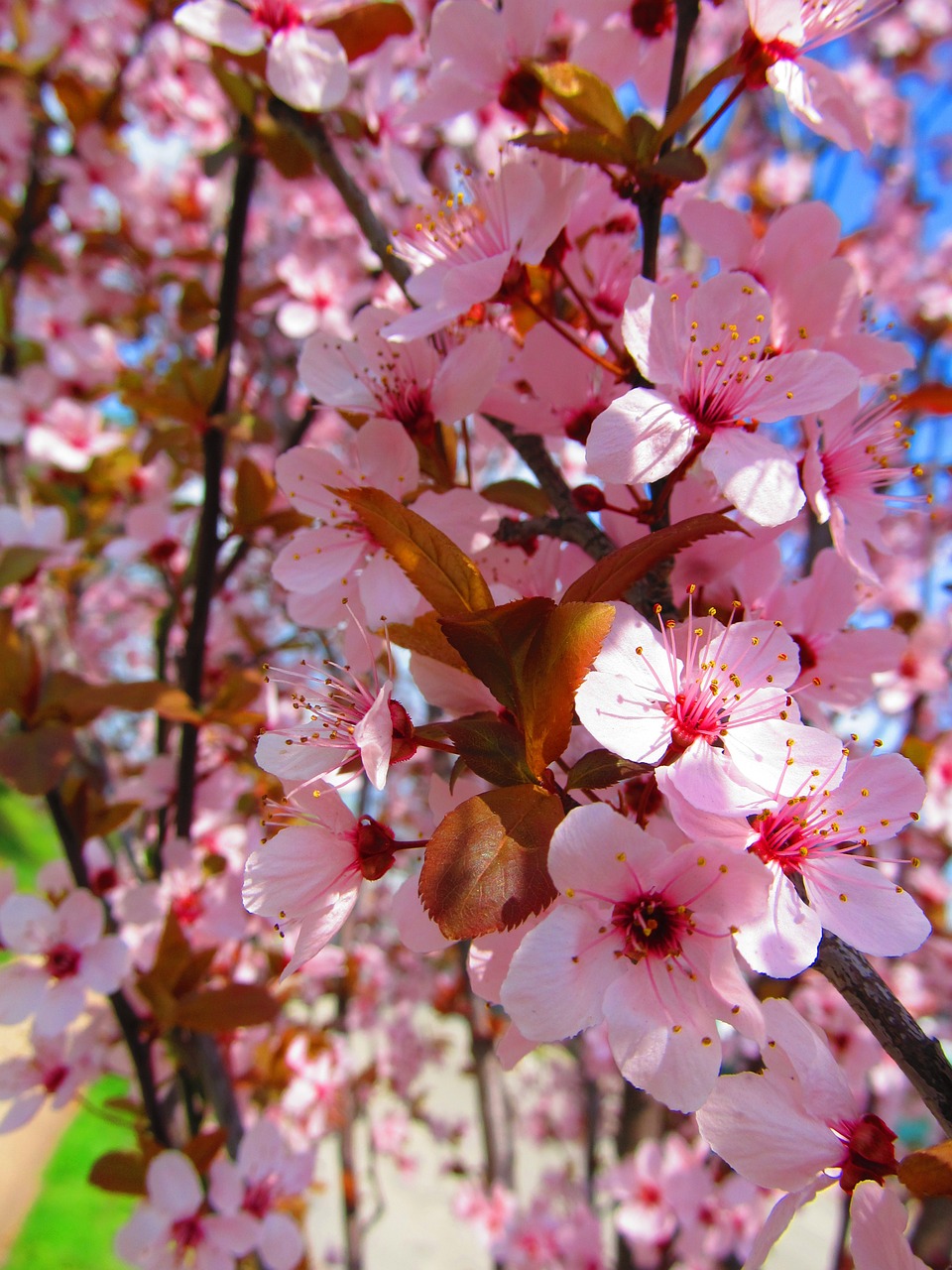 flower nature pink free photo