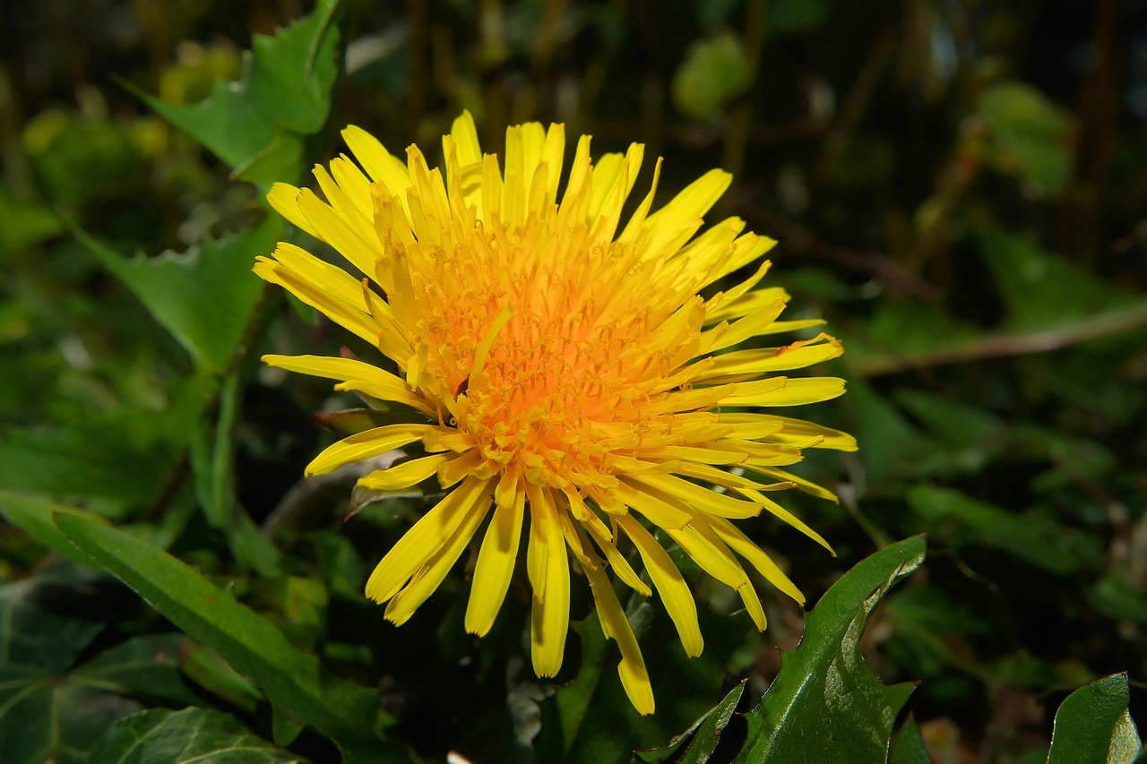 blossom bloom dandelion free photo