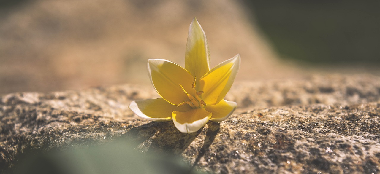 flower blossom bloom free photo