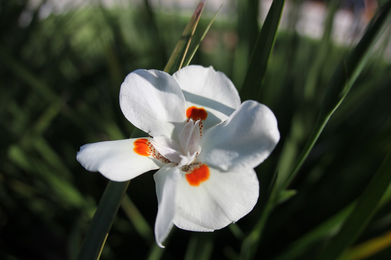 flower white green free photo