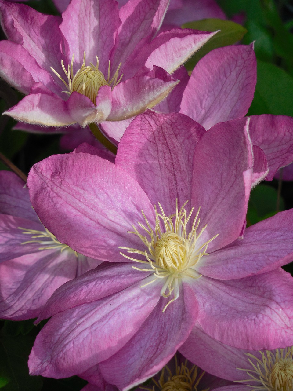 flower clematis plant free photo