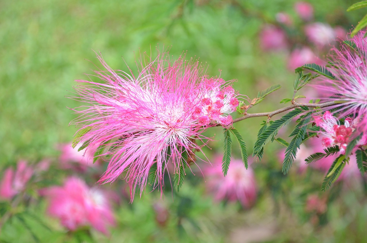 flower plush flower pink free photo