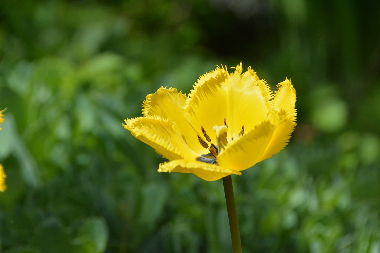 flower yellow yellow flower free photo