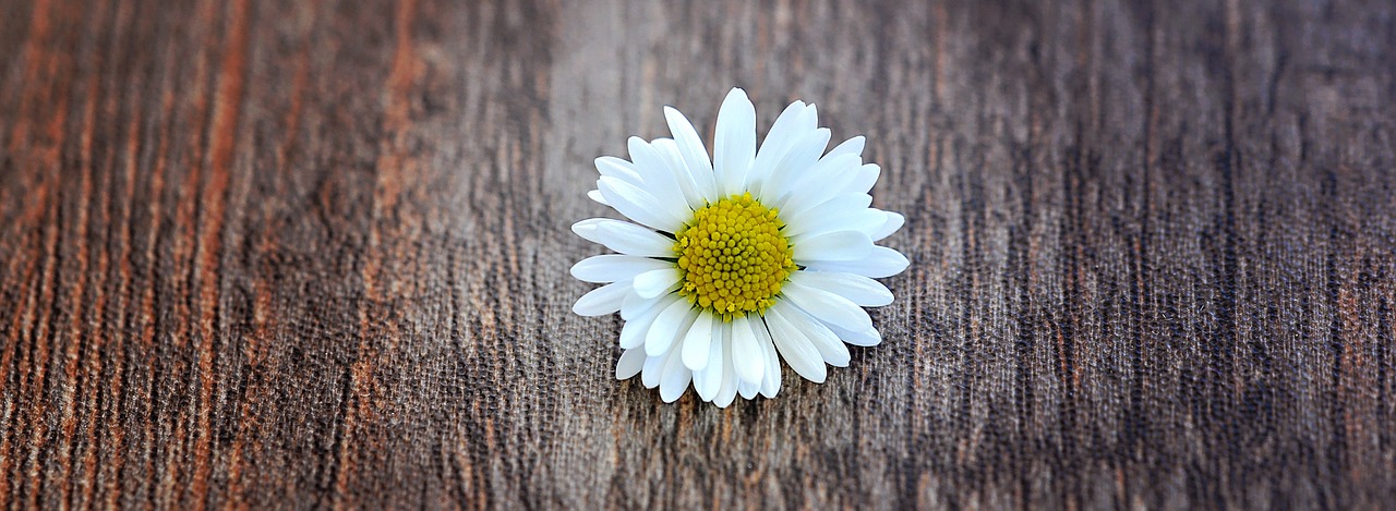 flower daisy pointed flower free photo