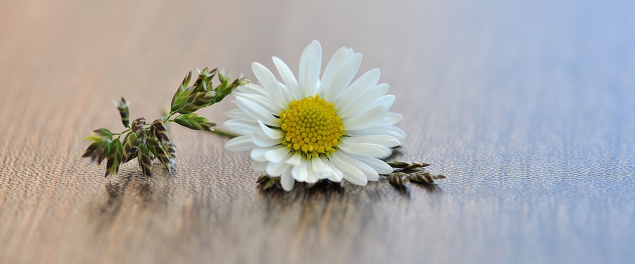 flower grass blossom free photo