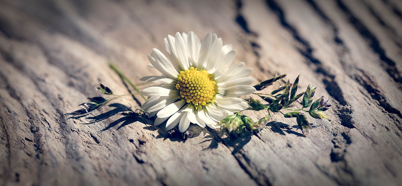 flower grasses daisy free photo