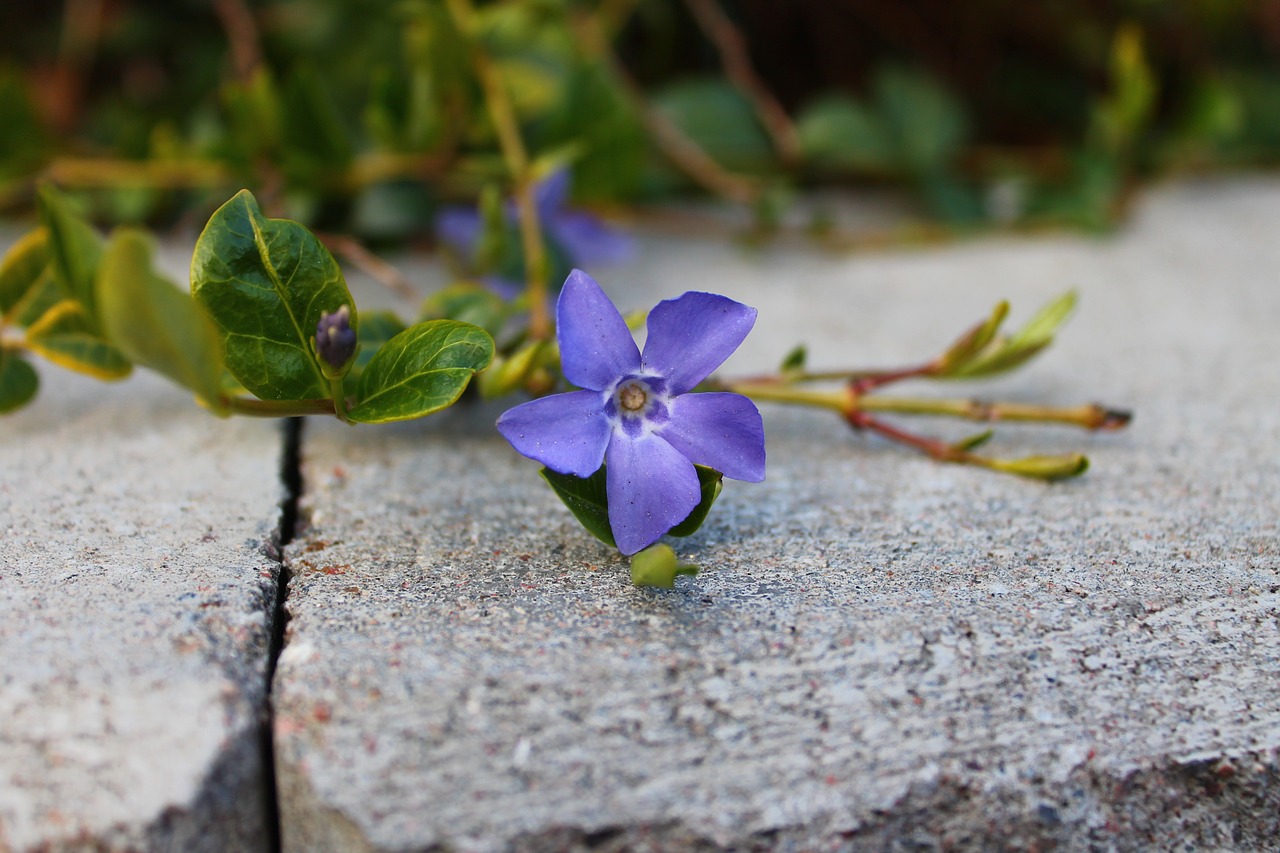 flower purple nature free photo