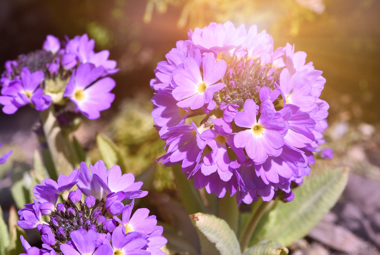 flower plant primrose free photo