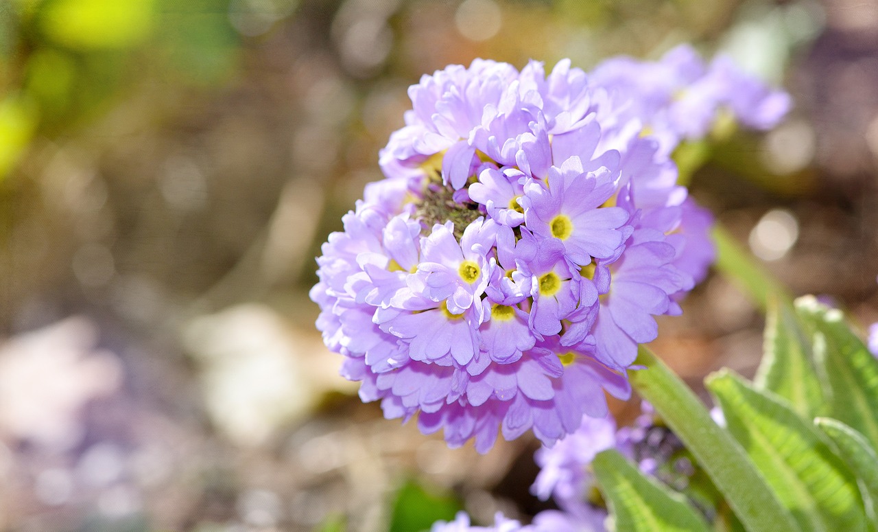 flower blue blue flower free photo