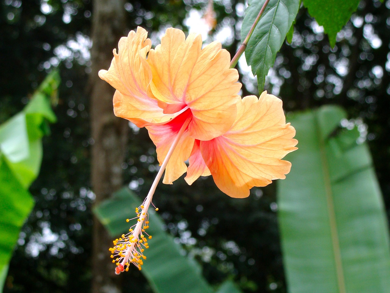 flower flowers chinese hibiscus free photo