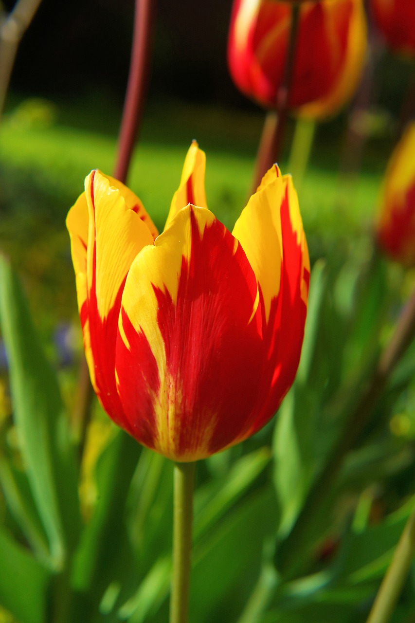 blossom bloom tulip free photo