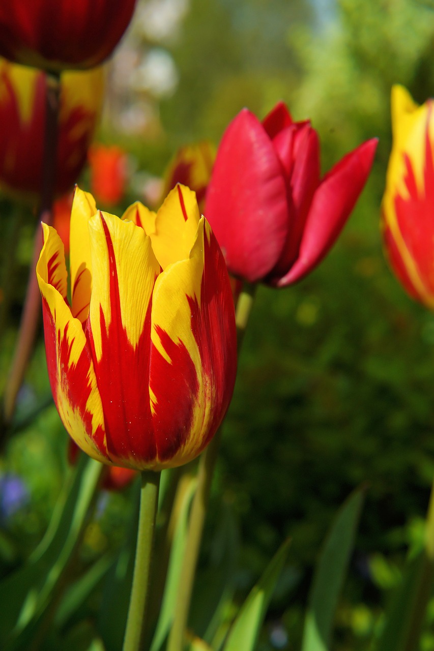 blossom bloom tulip free photo