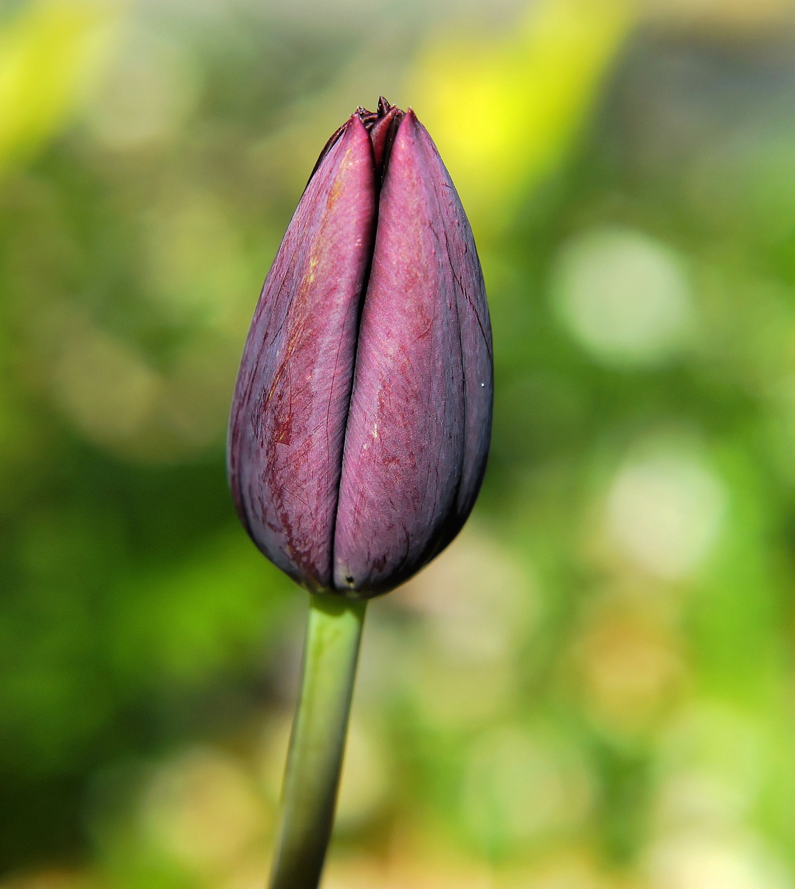 blossom bloom tulip free photo