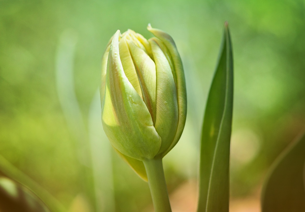 flower tulip closed free photo